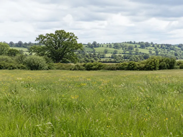 An open meadow with hedgerows and mature trees